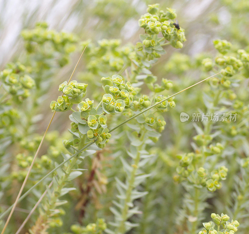 海潮(Euphorbia paralias)